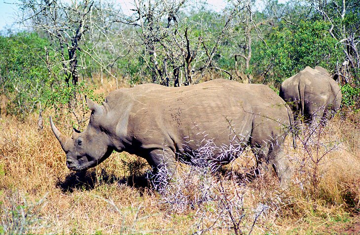 swaziland eswatini wildlife